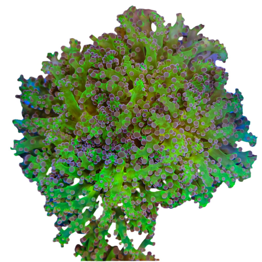 WYSIWYG Purple and Green Frogspawn Marine Concept Supply