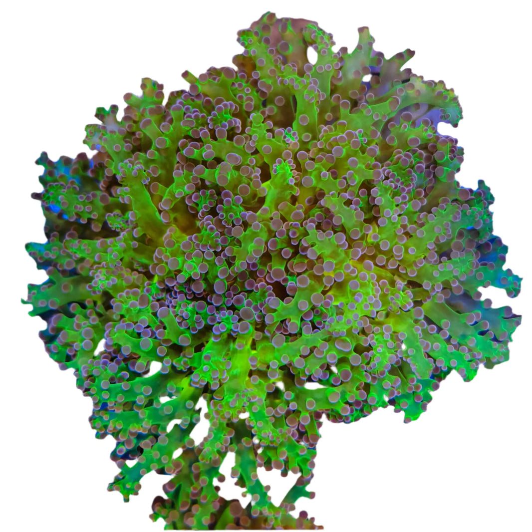 image WYSIWYG Purple and Green Frogspawn Marine Concept Supply