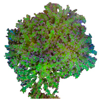 WYSIWYG Purple and Green Frogspawn Marine Concept Supply