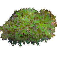 Purple Tip Frogspawn 5-B