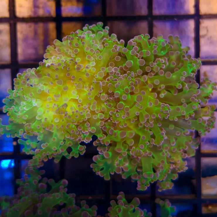 Purple Tip Frogspawn 4-A