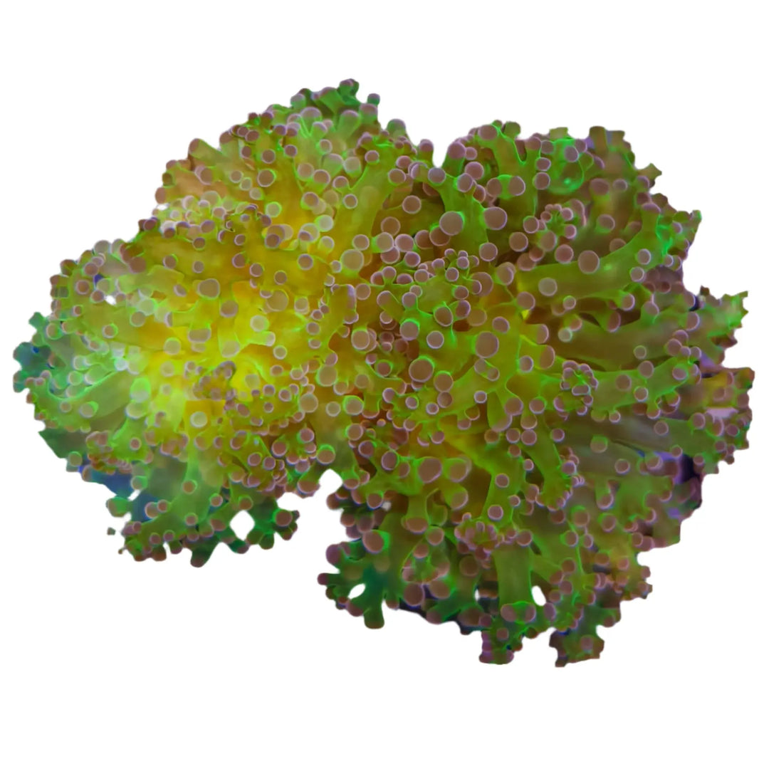 image Purple Tip Frogspawn 4-B