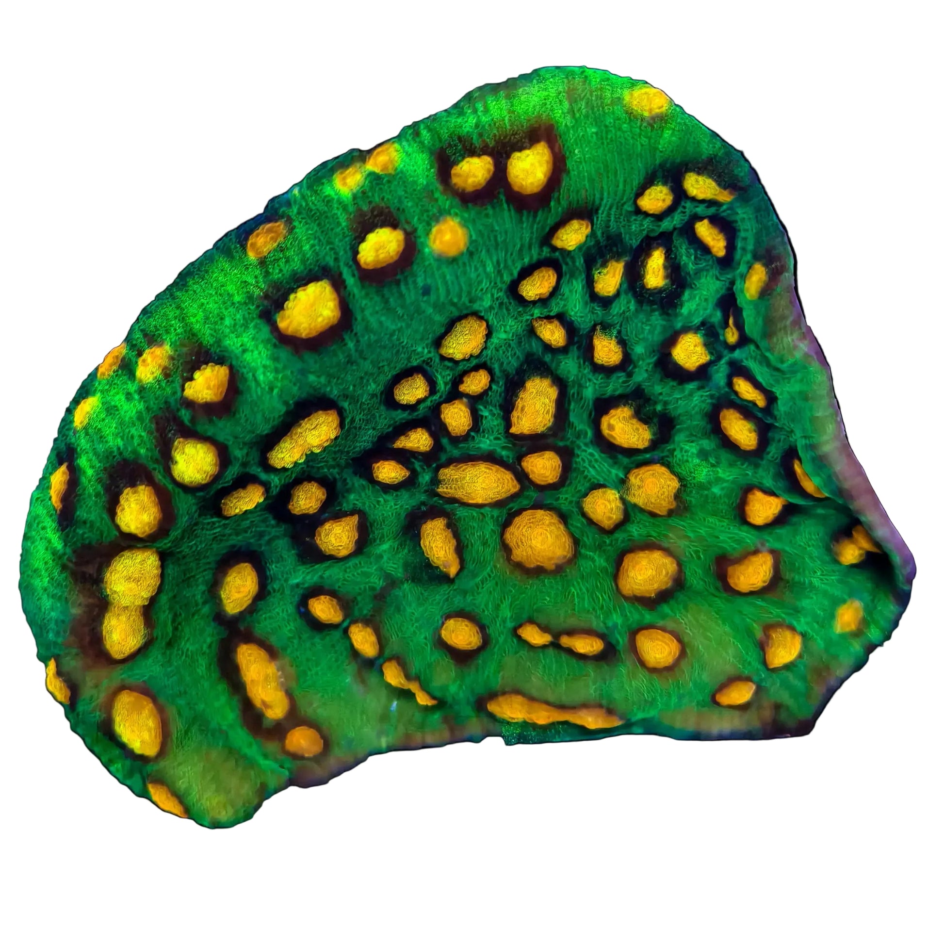 WYSIWYG Raja Rampage Chalice Coral Colony Marine Concept Supply