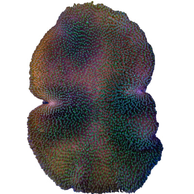 WYSIWYG Saluwesi Crown Leather Coral Marine Concept Supply