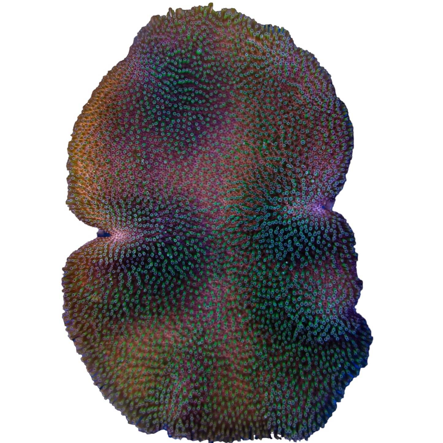 WYSIWYG Saluwesi Crown Leather Coral Marine Concept Supply