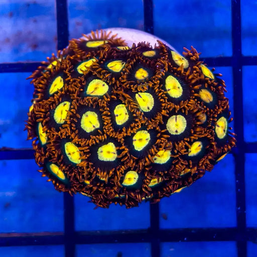 Zoanthus sp. - Zoanthid Coral 2-A