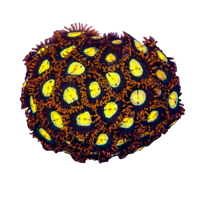 WYSIWYG Scrambled Eggs Zoanthid Marine Concept Supply