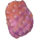 WYSIWYG Turbinaria Coral Frag Marine Concept Supply