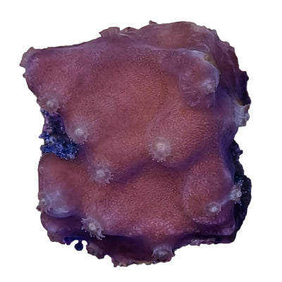 WYSIWYG Turbinaria Coral Frag Marine Concept Supply