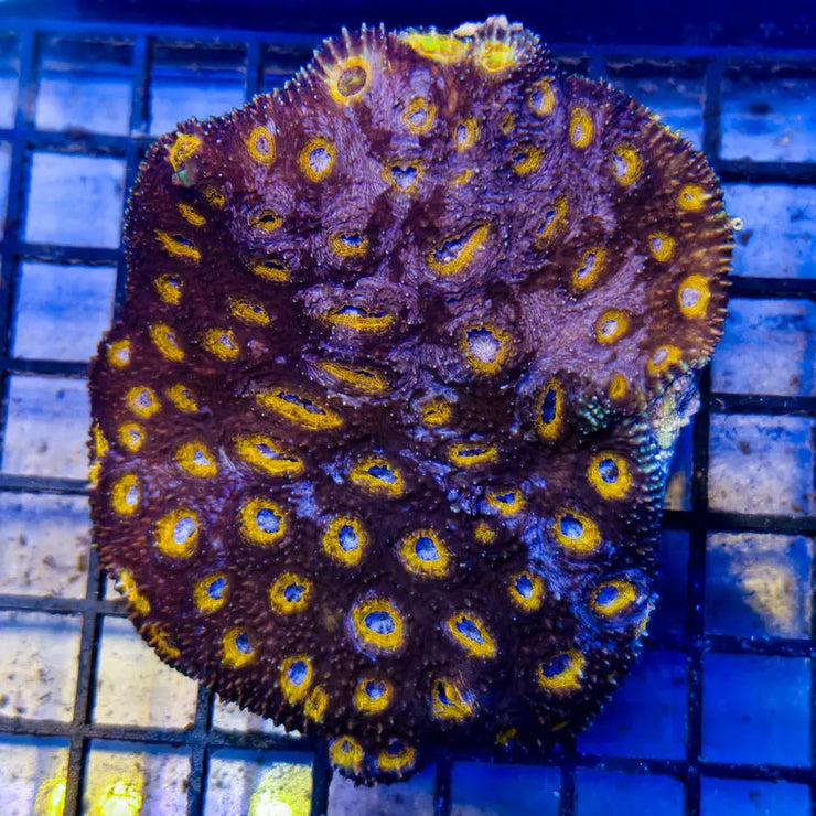 WYSIWYG Yurple Nurple Echinata Marine Concept Supply