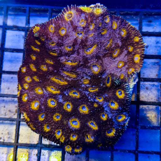 WYSIWYG Yurple Nurple Echinata Marine Concept Supply