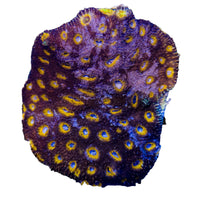 Acanthastrea Echinata1-B