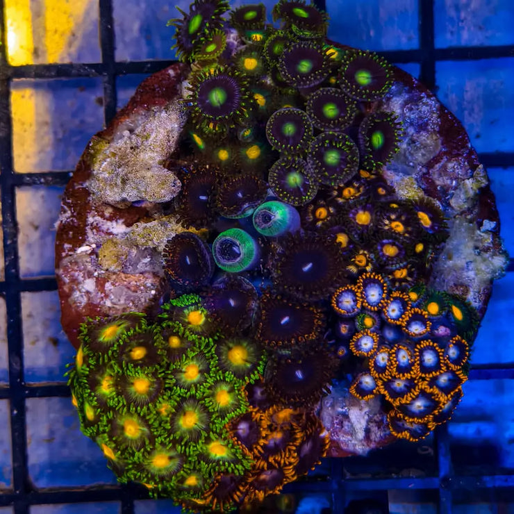 Zoanthussp.-ZoanthidCoralColony1-A