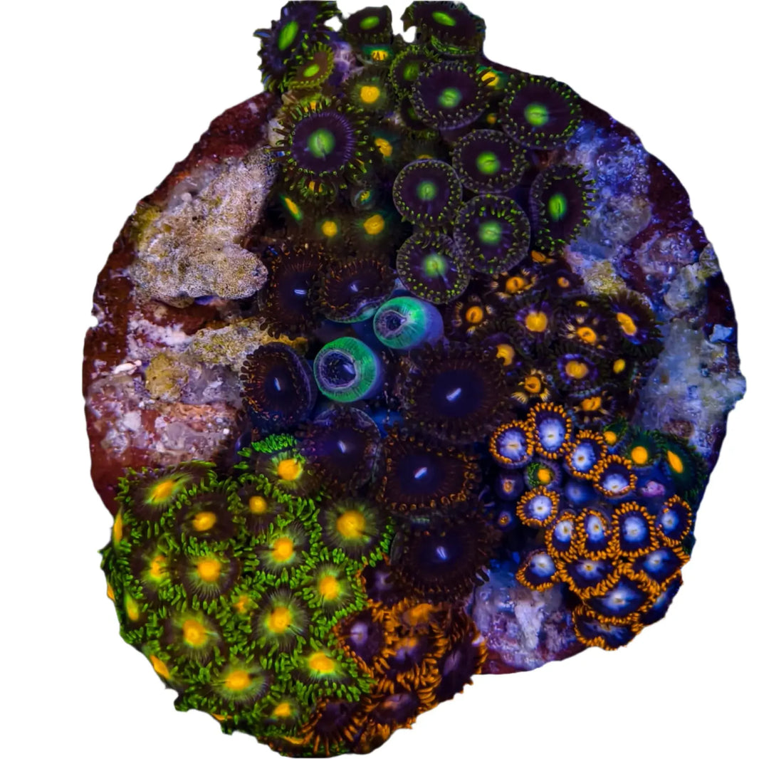 image Zoanthussp.-ZoanthidCoralColony1-B
