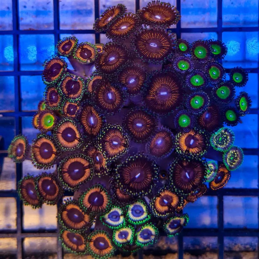 Zoanthussp.-ZoanthidCoral4-A