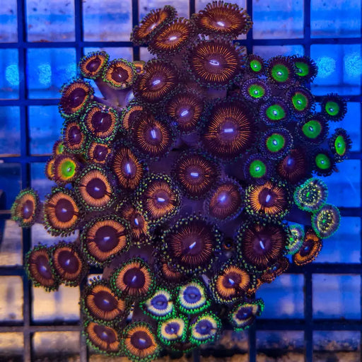 Zoanthussp.-ZoanthidCoral4-A