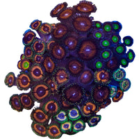 Zoanthussp.-ZoanthidCoral4-B
