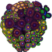 Zoanthussp.-ZoanthidCoral5-B
