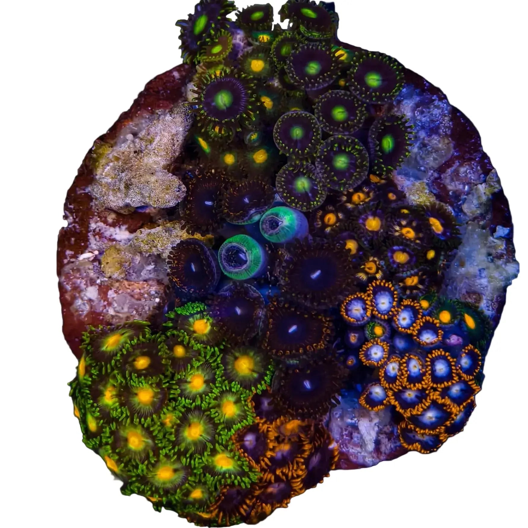 WYSIWYG Zoanthid Coral Garden Marine Concept Supply
