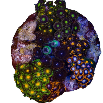 WYSIWYG Zoanthid Coral Garden Marine Concept Supply