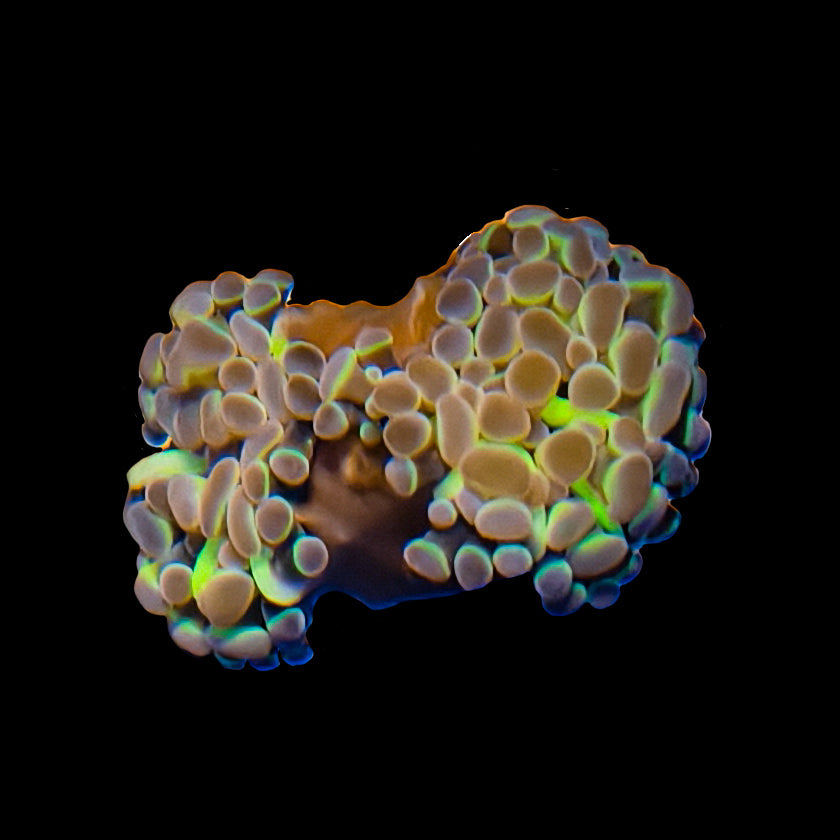 WYSIWYG Hologram Hammer Coral Marine Concept Supply