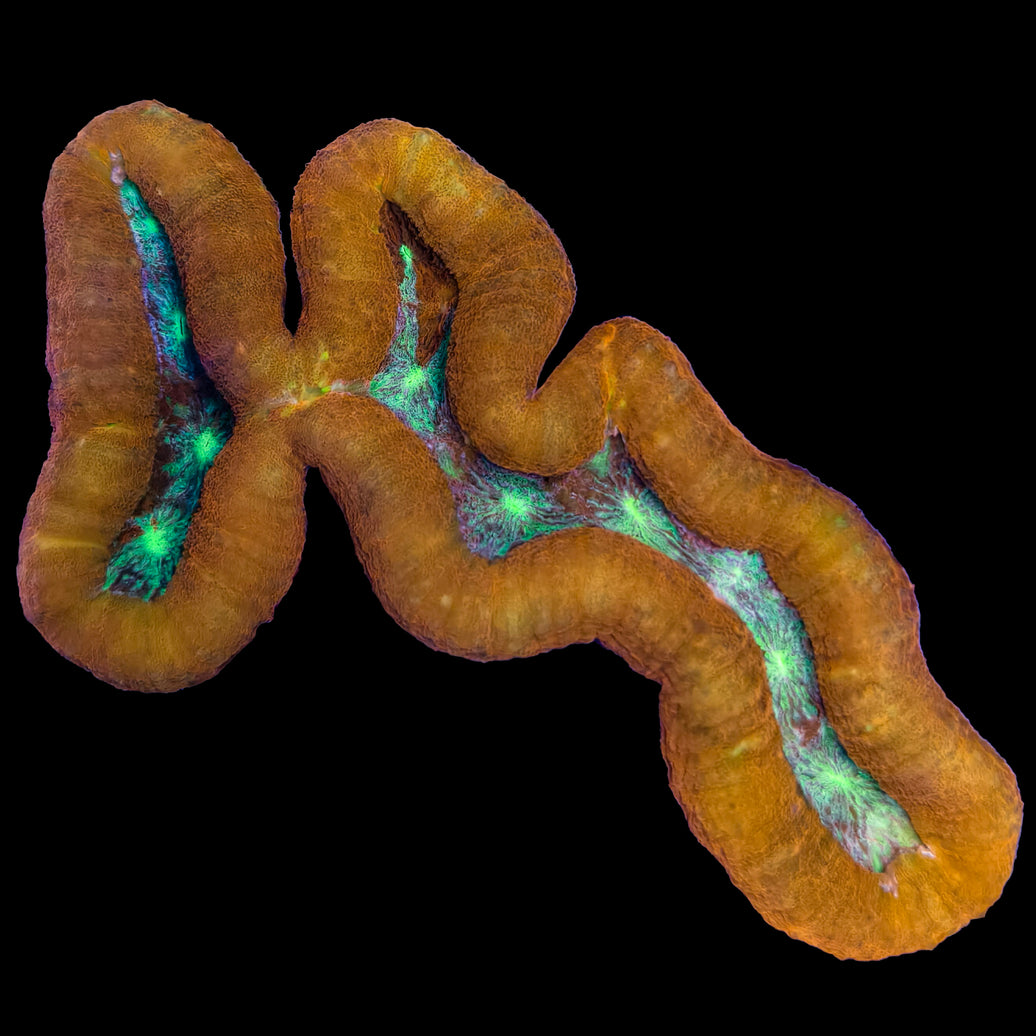 WYSIWYG Gold and Blue Lobophyllia Coral Marine Concept Supply