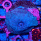 WYSIWYG - Mushroom - Discosoma (Rare) - 043026 - D10