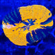 WYSIWYG - Scolymia - War Paint - 032726 - SC22