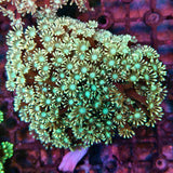 WYSIWYG Alveopora - 032726 - AV6