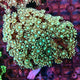 WYSIWYG Alveopora - 032726 - AV6