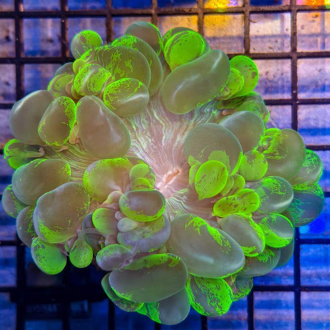 WYSIWYG Bubble Coral - Electric Green - 031325 - P1-A