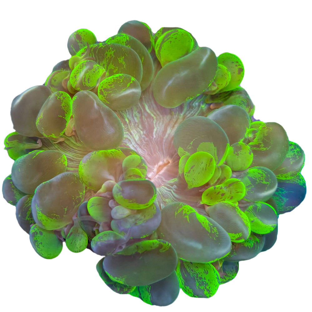 WYSIWYG Bubble Coral - Electric Green - 031325 - P1-B