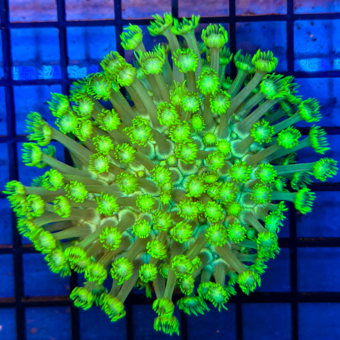 WYSIWYG Green Flowerpot Goniopora 021825G13-A