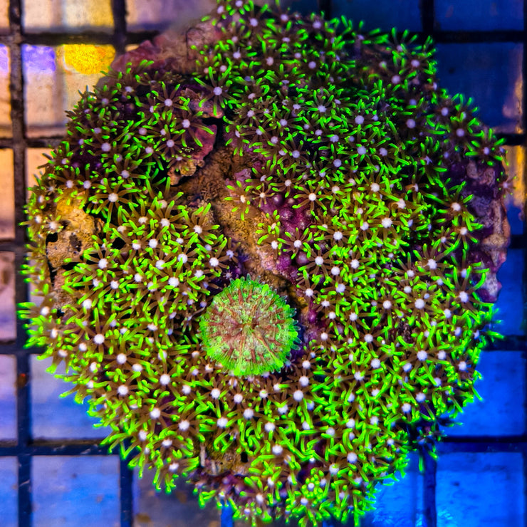 WYSIWYG Green Star Polyps - 022825B6-A