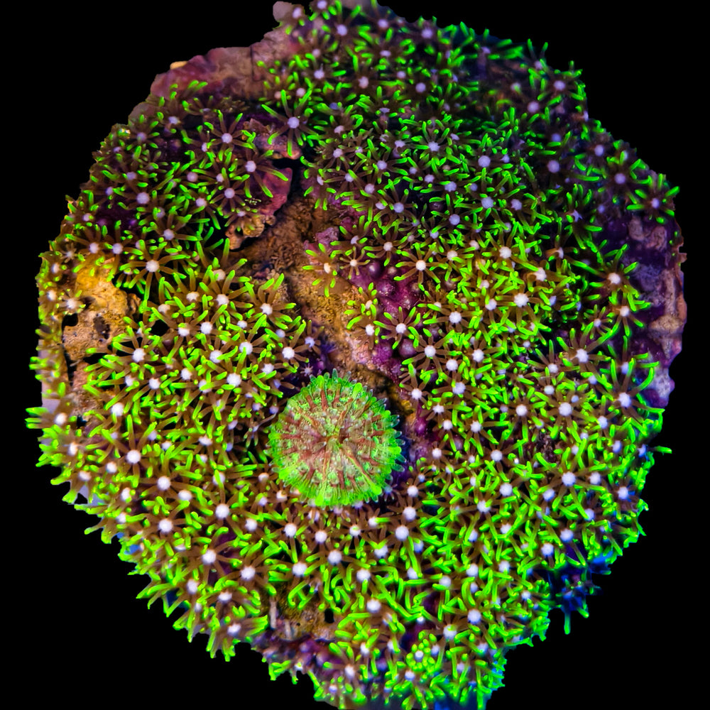 WYSIWYG Green Star Polyps Coral Colony Marine Concept Supply