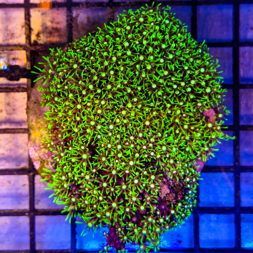 WYSIWYG Green Star Polyps - 022825B7-A