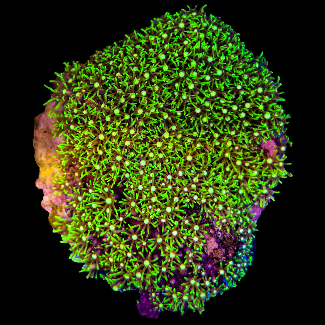 image WYSIWYG Green Star Polyps - 022825B7-B