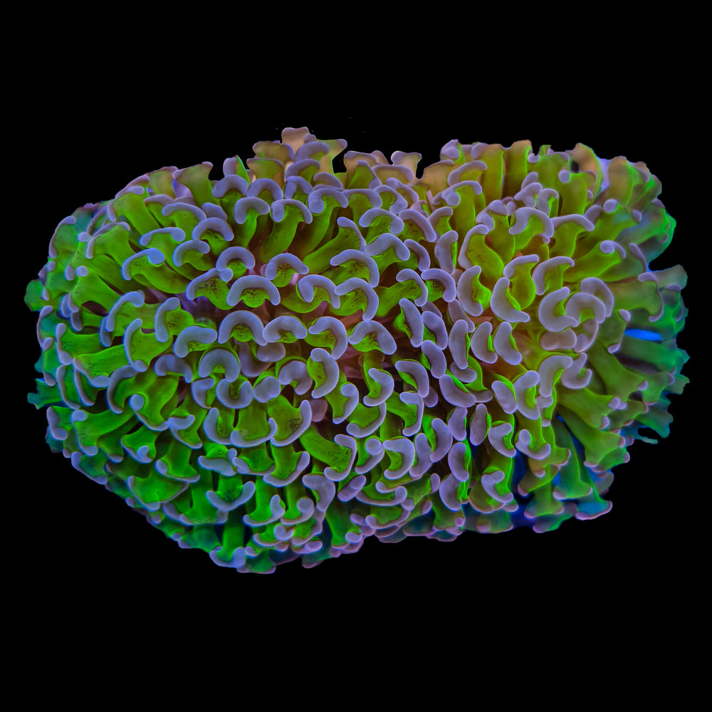 WYSIWYG Purple Tip Hammer Coral Marine Concept Supply