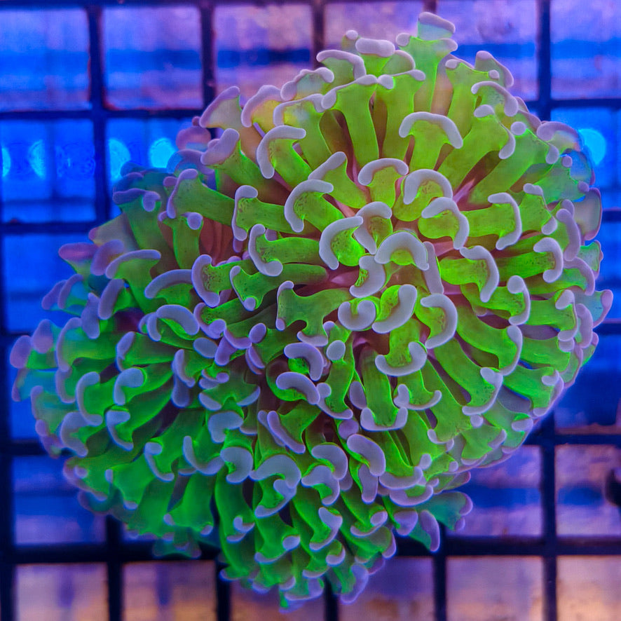 WYSIWYG Hammer Coral 020625H2-3-A