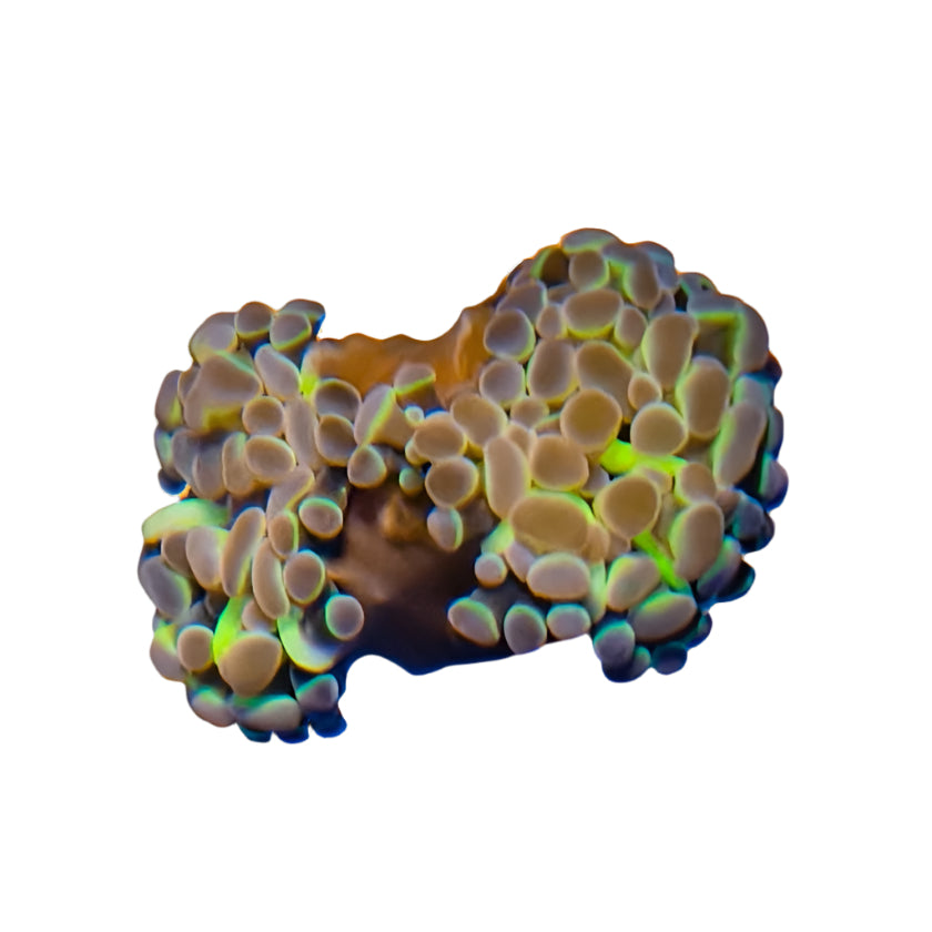 WYSIWYG Hammer Coral  Hologram 021325HH11-1-B
