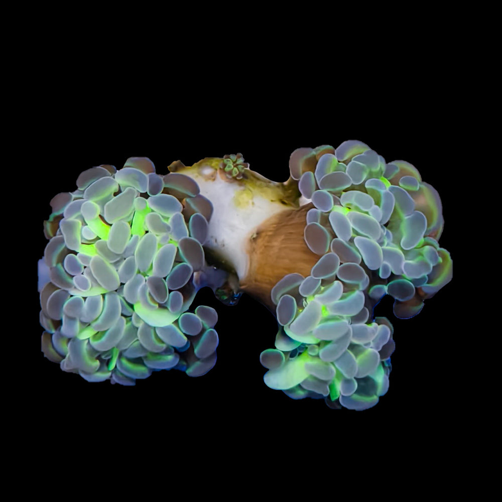 WYSIWYG Hologram Hammer Coral Marine Concept Supply