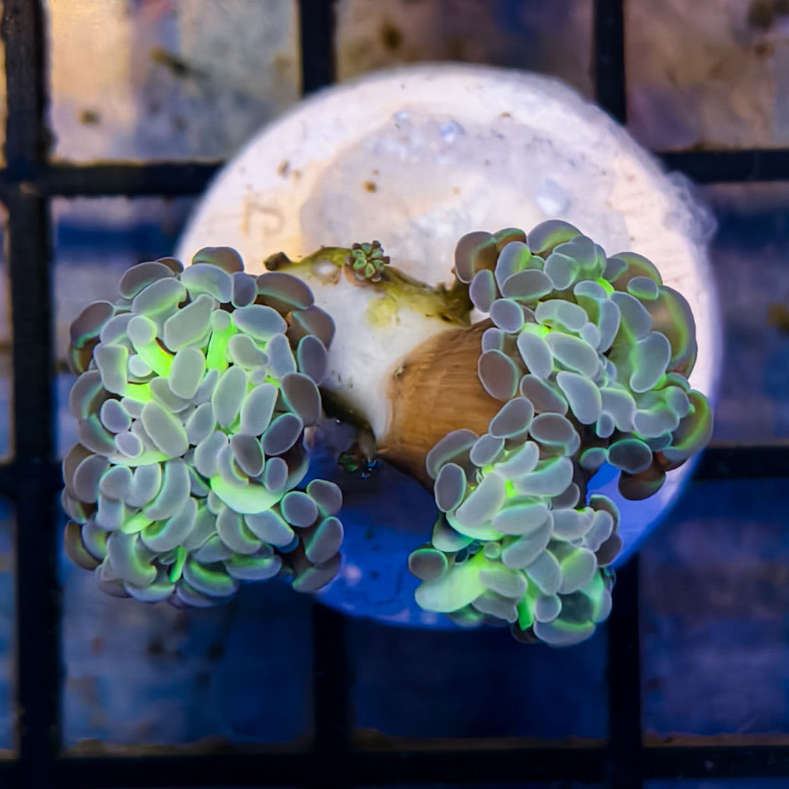 WYSIWYG Hammer Coral  Hologram 021325HH11-2-A