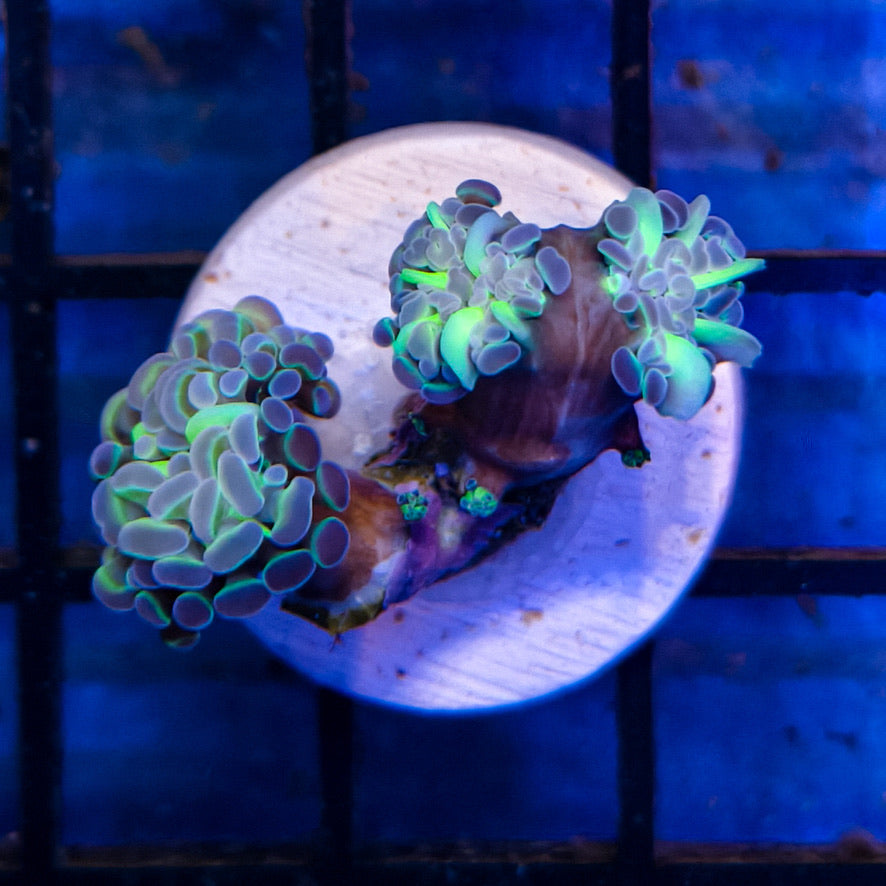 WYSIWYG Hammer Coral  Hologram 021325HH11-4-A