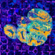 WYSIWYG Lobophyllia - 042426 - L5