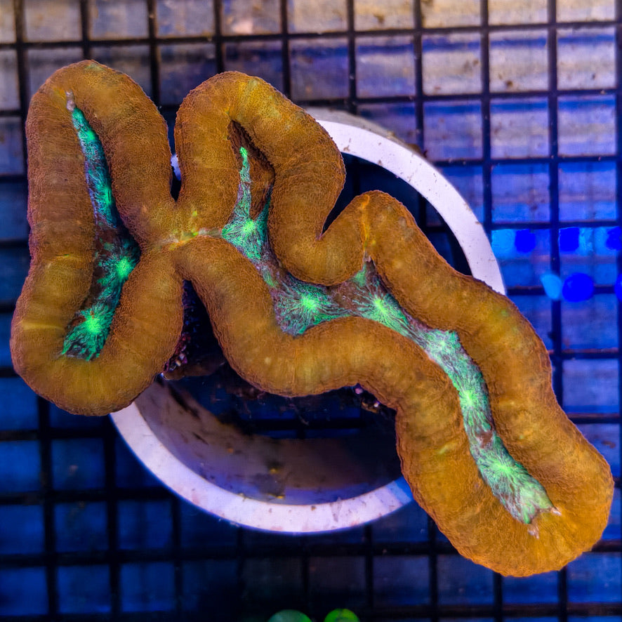 WYSIWYG Lobophyllia 022825L2-A