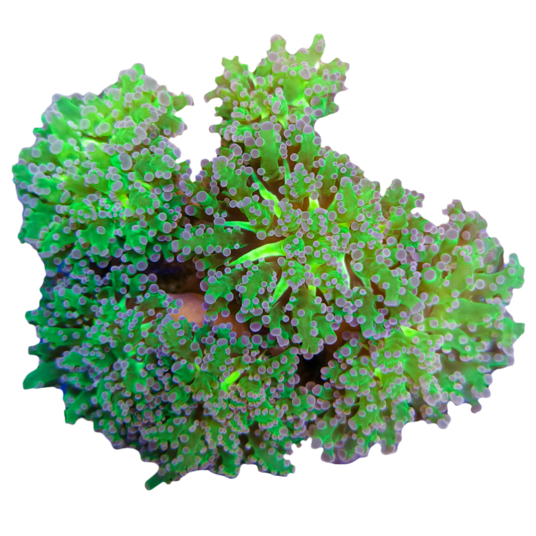 image WYSIWYG Purple Tip Frogspawn 022025 F4-B