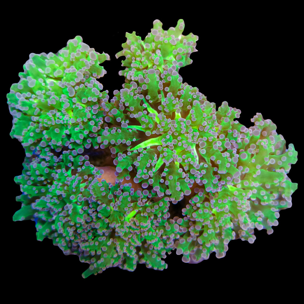 WYSIWYG Purple Frogspawn Coral Colony Marine Concept Supply