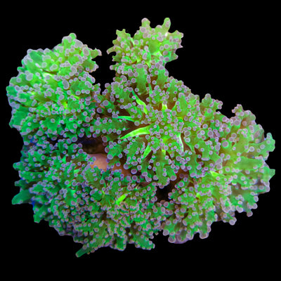 WYSIWYG Purple Frogspawn Coral Colony Marine Concept Supply
