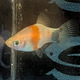 Xiphophorus Maculatus - Platy Bleeding Heart