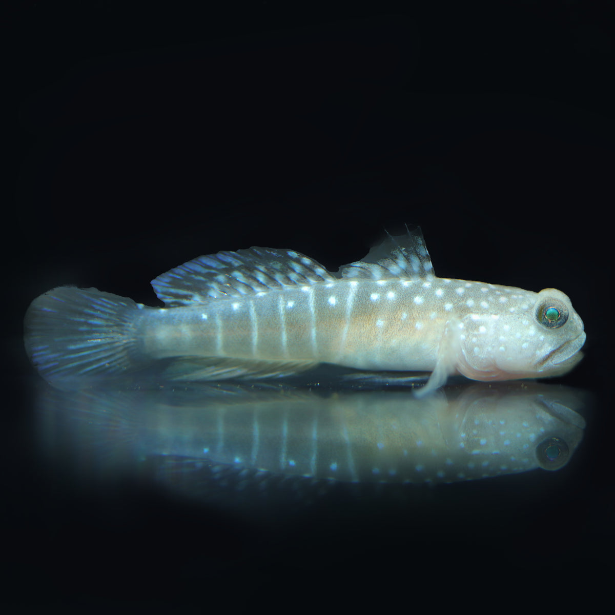 Cryptocentrus Cinctus-Watchman Goby